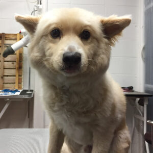 ミキちゃんカット前