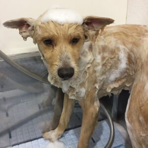 ミキちゃんシャンプー中