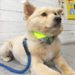 ミキちゃんアイキャッチ