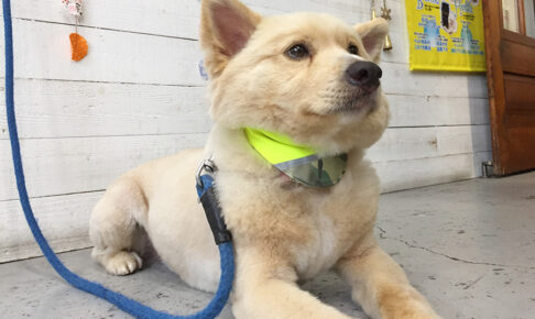 ミキちゃんアイキャッチ