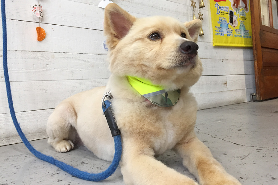 ミキちゃんアイキャッチ