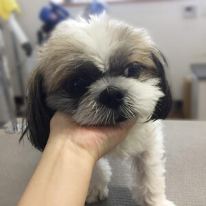 よろしくシーズー