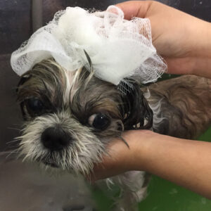 シャンプーシーズー