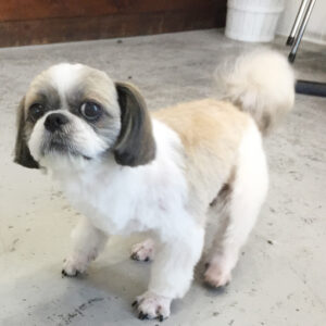 仕上がりシーズー