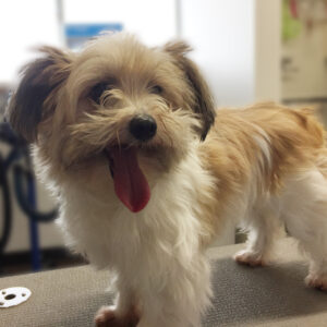 よろしくミックス