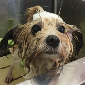 シャンプーミックス