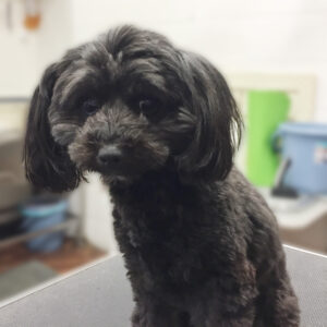 よろしくミックス