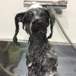 シャンプーミックス