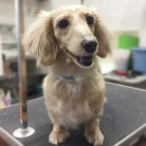 よろしくダックス