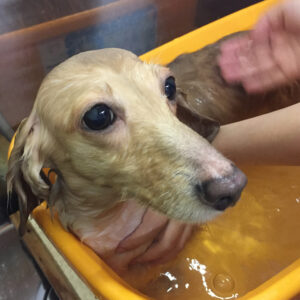 お風呂ダックス