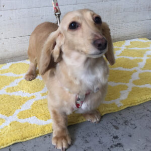 仕上がりダックス