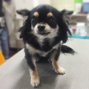 よろしくチワワ