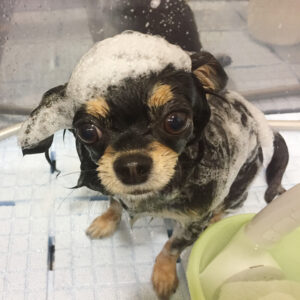 シャンプーチワワ