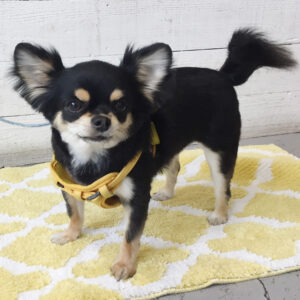 仕上がりチワワ