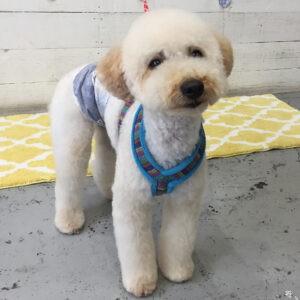 仕上がりトイプー