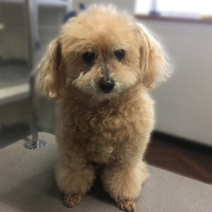 よろしくトイプー