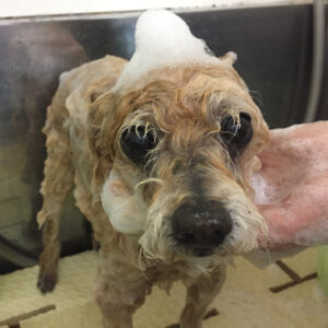 シャンプートイプー