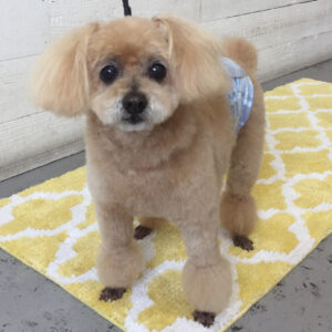 仕上がりトイプー