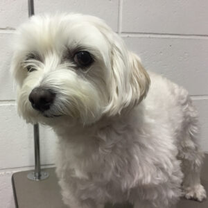 よろしくマルチーズ