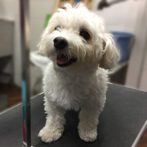 よろしくミックス