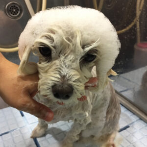 シャンプーマルチーズ