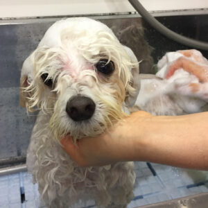 シャンプーミックス