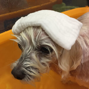 お風呂マルチーズ