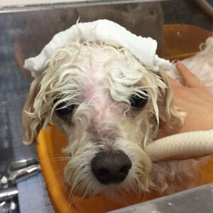 お風呂ミックス