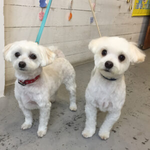 仕上がりマルチーズ&ミックス