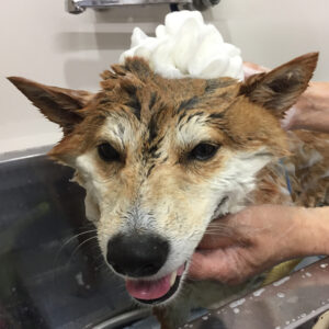 シャンプーしば