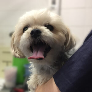 よろしくミックス