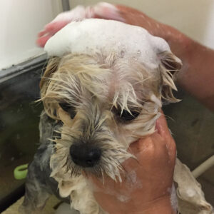 シャンプーミックス