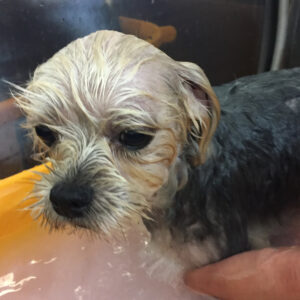 お風呂ミックス