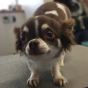 よろしくチワワ