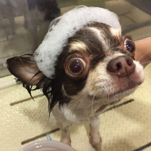 シャンプーチワワ