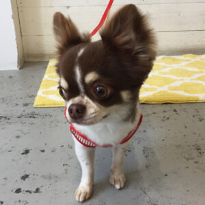 仕上がりチワワ