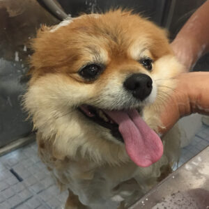 シャンプーポメ