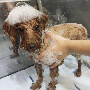 シャンプートイプー