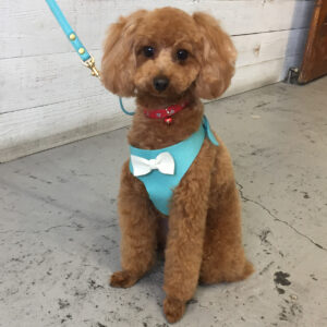 仕上がりトイプー