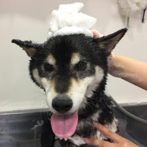 シャンプーしば