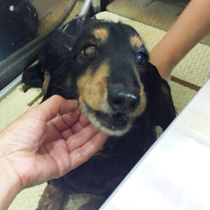 シャンプーダックス