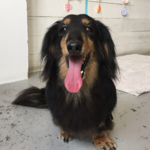 仕上がりダックス