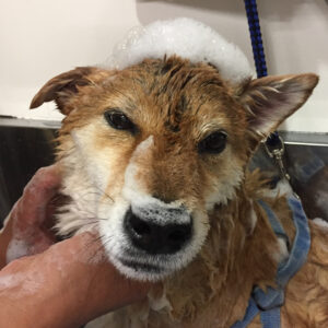 シャンプーしば