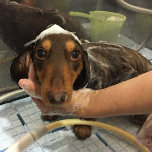 シャンプーダックス