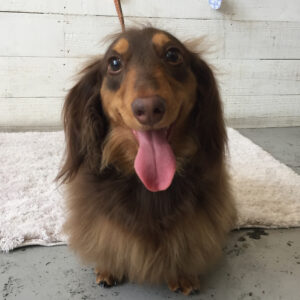 仕上がりダックス