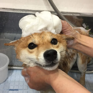 シャンプーしば