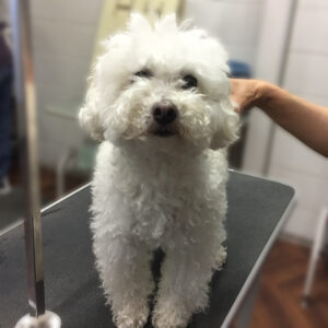 よろしくトイプー