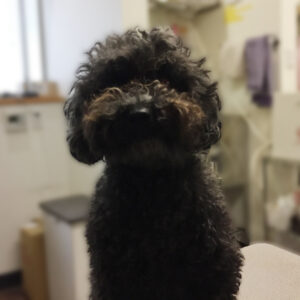 よろしくトイプー