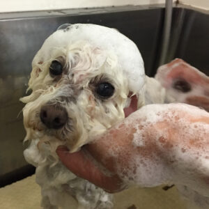 シャンプートイプー