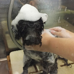 シャンプートイプー